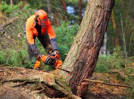 Best Fruit Tree Pruning  in Primera, TX